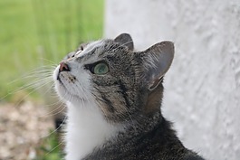 貓,寵物,動物
