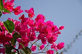 开花,粉红色,天空