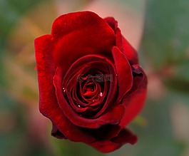 玫瑰,花卉,紅色