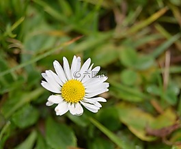 瑪格麗特,花,春