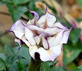 花,花園,自然