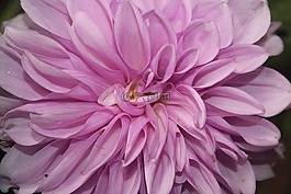 花,自然,粉紅色