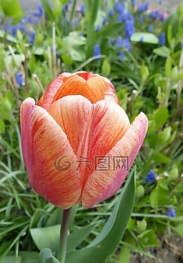 郁金香,紅色黃色,花花園