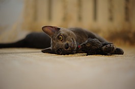 貓,動物,寵物