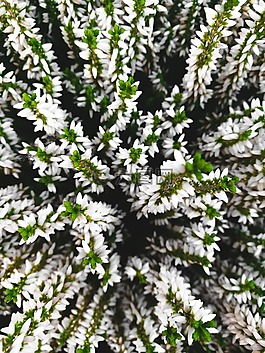 植物,自然,戶外