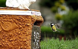 山雀,鳥(niǎo),飛