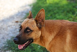 比利時(shí)牧羊犬,年輕,守衛(wèi)