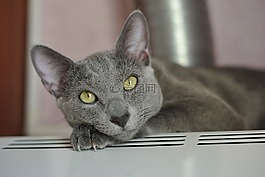 動物,貓,寵物