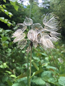 種子,花,白