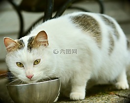 貓,哺乳動物,可愛