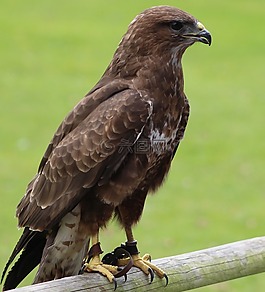 鳥,獵人,野生