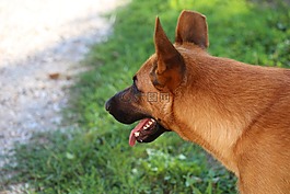 比利時(shí)牧羊犬,動(dòng)物,守衛(wèi)