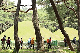 旅游者,徒步旅行,松