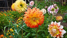 鮮花,野花園,花園