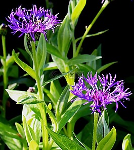 bluets,復(fù)合材料,紫
