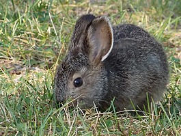 兔,動物,兔子