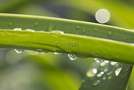 滴,雨,雨滴