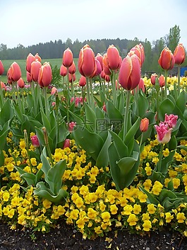 郁金香,花,春天