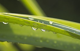 滴,雨,雨滴