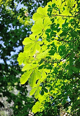 板栗,樹,5 月