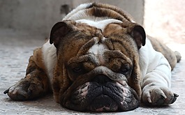 斗牛犬,狗,英語