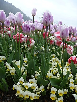 郁金香,花,春天