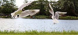 海鷗,舞蹈,飛行