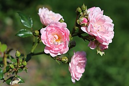 玫瑰,鮮花,夏天