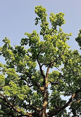 樹(shù),葉子,性質(zhì)