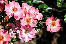 玫瑰,鮮花,夏天