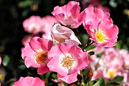 玫瑰,鮮花,夏天