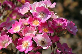 玫瑰,鮮花,夏天