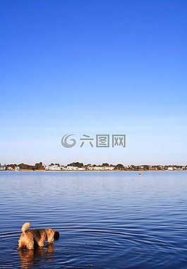 狗,海港,海