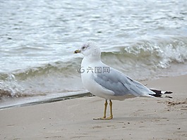 海鷗,海岸線,站在鳥