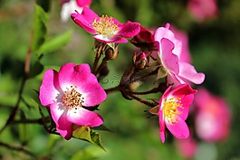 玫瑰,鮮花,夏天
