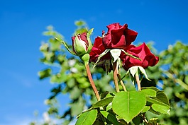 玫瑰,花,玫瑰綻放