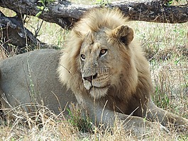 獅子,野生動物園,野生動物