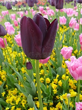 郁金香,花,春天