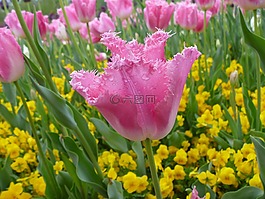 郁金香,花,春天