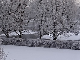 寒冬,雪,樹木