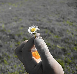 雛菊,鵝花,花