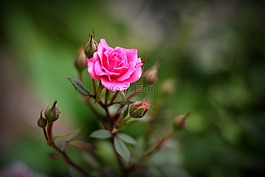 玫瑰,花園,粉紅色