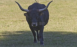 動物,公牛,反芻動物