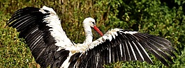 鸛,飛,鳥(niǎo)
