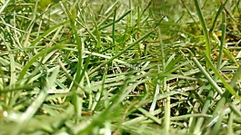 草,綠色,孫光