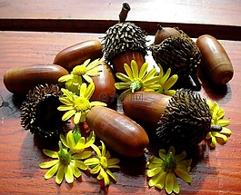 洋甘菊,橡子,花卉