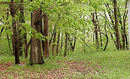 森林,樹(shù),自然