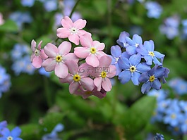 鮮花,植物,性質(zhì)