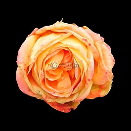 玫瑰,褪色,開(kāi)花
