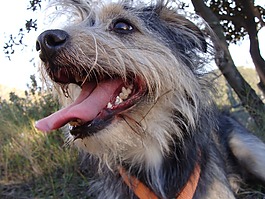 牧羊犬,狗,寵物